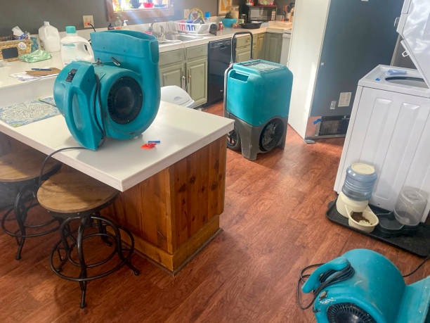 Best Mold removal after water damage  in Wise, VA